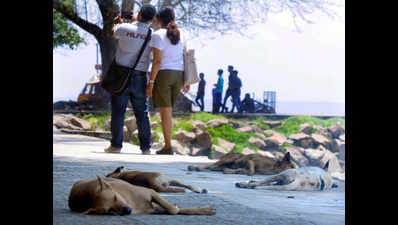 Kerala: 50 dogs beaten to death after strays kill man