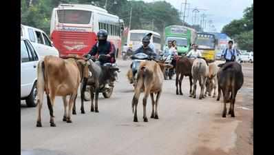 Shedding humanitarian approach, HDMC vows to end stray cattle menace