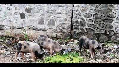Drive to catch stray pigs on track, claims HDMC