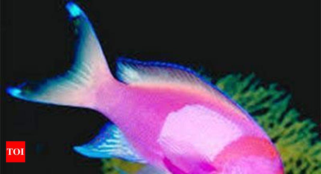 New fish species in Arunachal | Itanagar News - Times of India