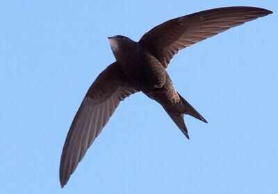 Common swift spends 10 months flying continuously every year