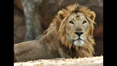 Oldest lion of Gujarat’s Gir forest dies