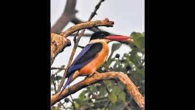 Black-capped kingfisher sighted at Keoladeo park in Jaipur