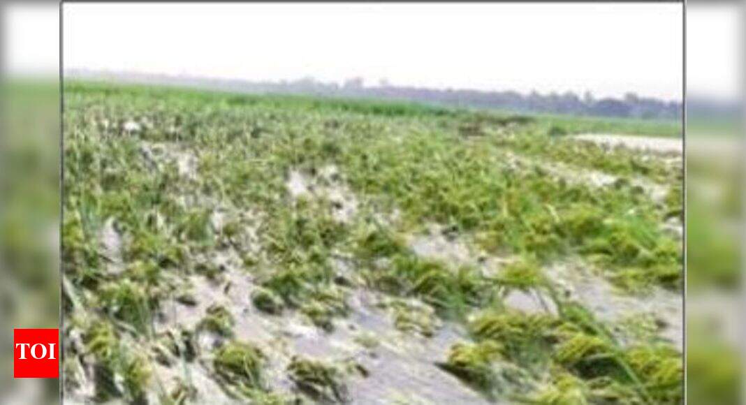 Rajasthan: Crop damage assessment: Rajasthan's wait for central team ...