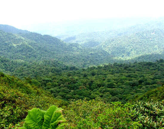 Monteverde Cloud Forest