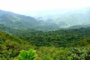 Monteverde Cloud Forest