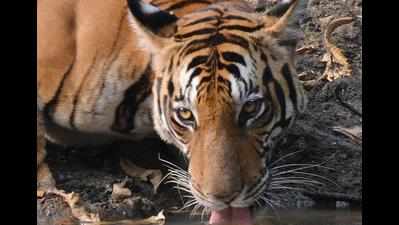 Deadly parasite that killed 12 people in Pauri 2011 found in big cats