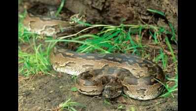 Two rock pythons rescued in Uran, released in forest