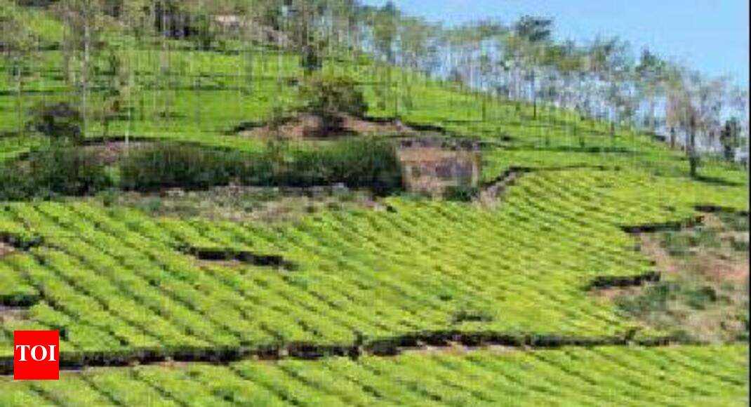 Cry to protect child rights in tea gardens Guwahati News Times of India