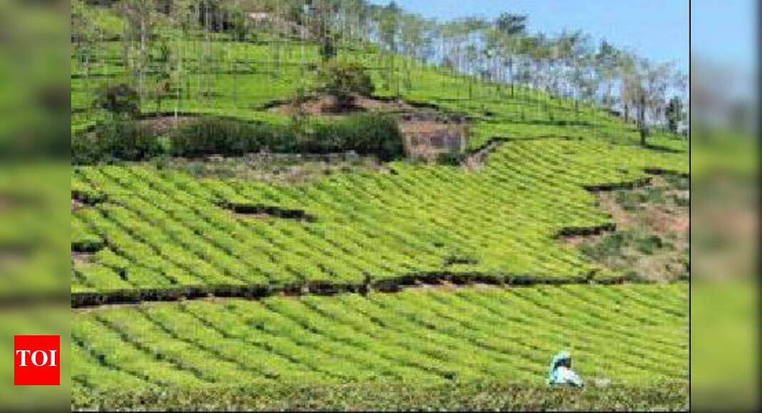 Cry to protect child rights in tea gardens Guwahati News Times of India