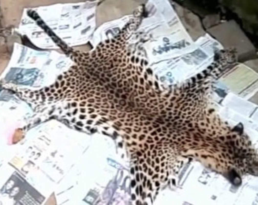 
Leopard skin seized from Simlipal Tiger Reserve
