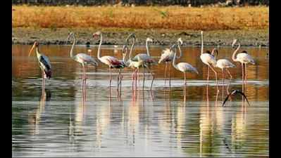 Ameenpur lake declared Biodiversity Heritage Site