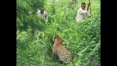 Tiger poached; problem tigress captured, released