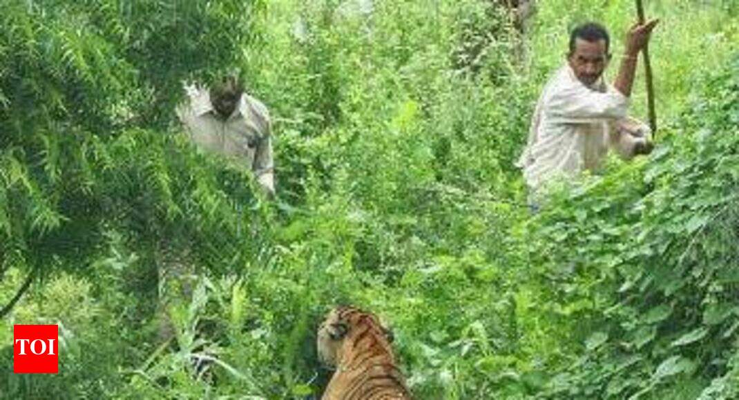 Tiger poaching Tiger poached; problem tigress captured, released