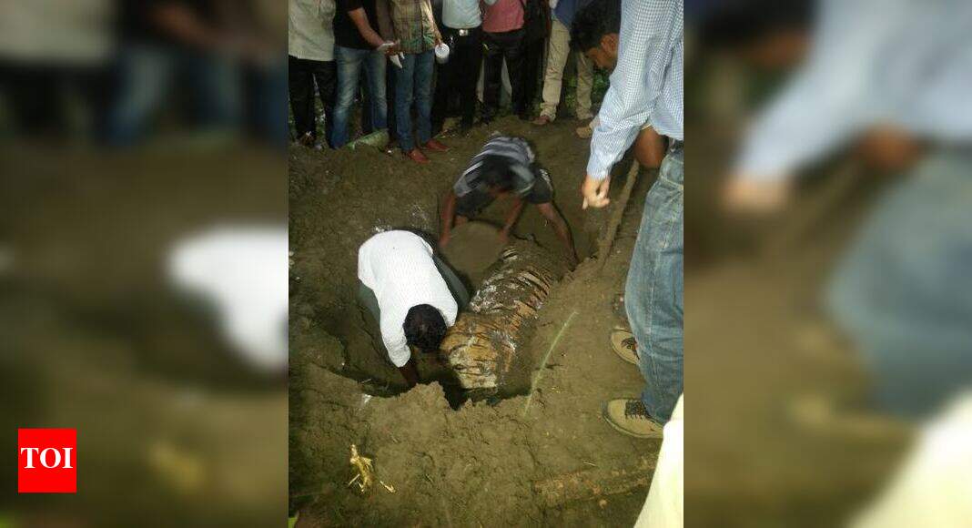 6 more arrested for tiger poaching | Nagpur News - Times of India
