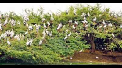 Avian flu threat: Haryana bans visitors from bird sites