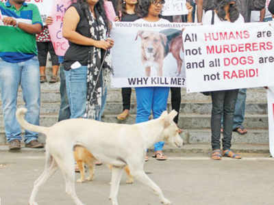 Why Kerala turned on its street dogs