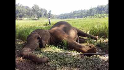 Yet another wild elephant shot dead in Wayanad