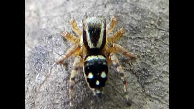 Student finds 2 new spider species in Gujarat