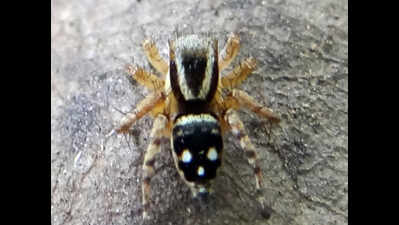 Student finds 2 new spider species in Gujarat | Ahmedabad News ...