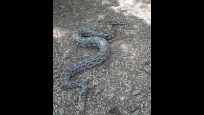 6 ft-long python rescued from Airoli