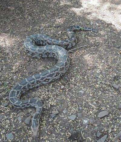 6 ft-long python rescued from Airoli