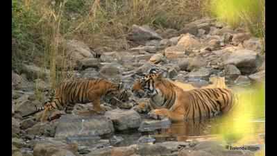 3 cubs born in Ranthambore, tiger count now 63
