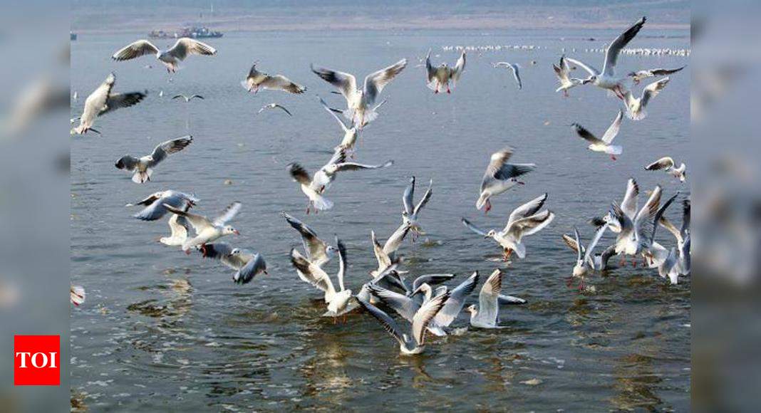 Migratory birds descend on Bareilly water bodies, experts ...