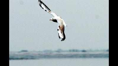 Rahmani to throw open bird festival