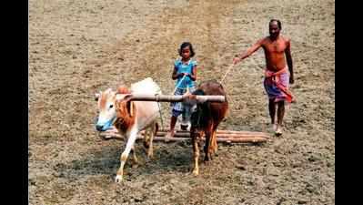 Farmers face problem in ploughing land