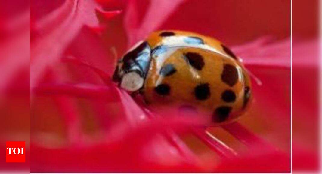 Prashant Nagar, adjoining areas face beetle menace | Nagpur News ...