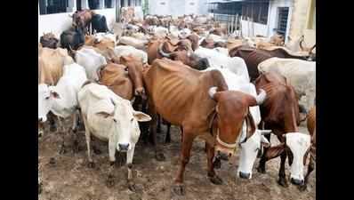 Around 2,000kg of suspected cow bones, meat seized
