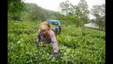 Withdrawal cap makes cuppa cold for growers