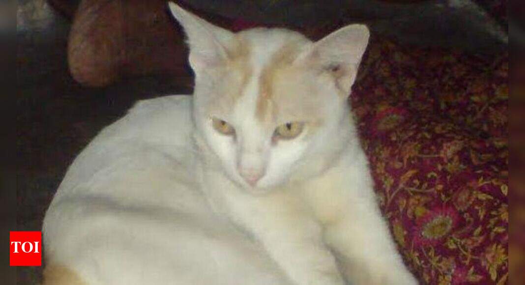 Man rescues cat that slipped into coma post pregnancy Nagpur News