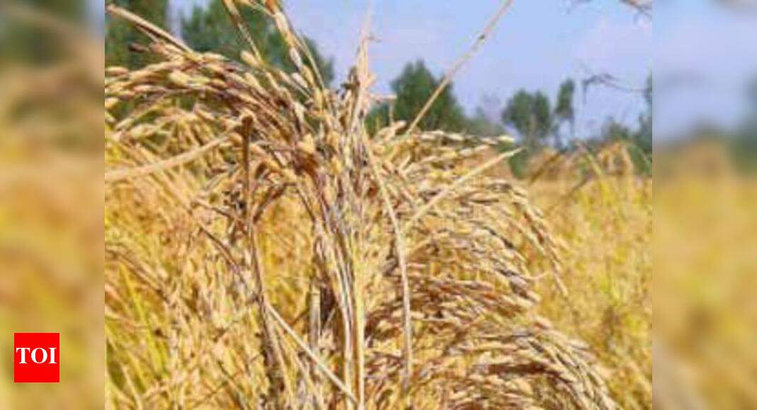 Reclamation of wetlands causing drought in Palakkad