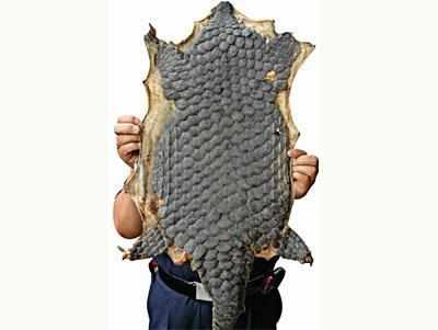 Two held in Coimbatore with pangolin scales | Chennai News - Times of India