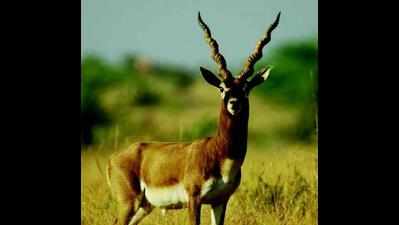 Blackbuck seen in three new places in Kanchi division