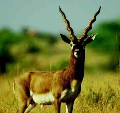 Blackbuck seen in three new places in Kanchi division | Chennai News - Times of India Blackbuck seen in three new places in Kanchi division | Chennai News - Times of India