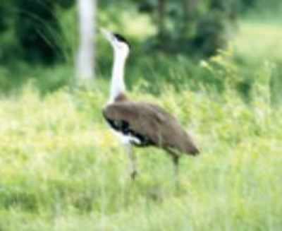 Just six Great Indian Bustards left in Gujarat
