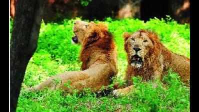 Three Barodians fined for posting selfies with lions
