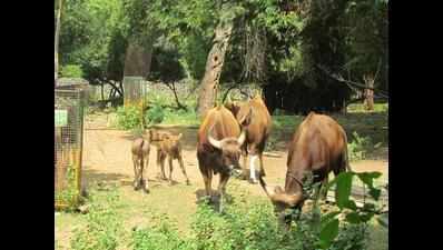 Residents panic as Indian gaur wanders into Coonoor town