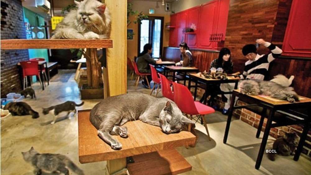 What is the purpose of cat cafes?