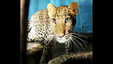 Zoo prepares for leopard enclosure, but national park yet to clear exchange plan