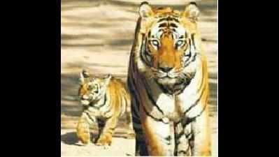 Wildlife census starts at Sahyadri Tiger Reserve