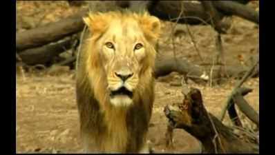 Maulana the lion in 'Khushboo Gujarat ki' dies of old age