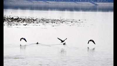 Weeds, water, winter make Sukhna a migratory bird haven
