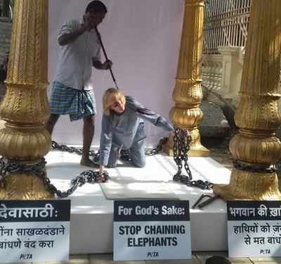 Elephants Chained In Temples Cannot Bless Peta Founder Mumbai News