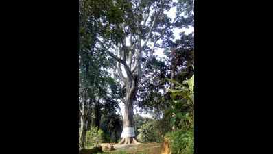 Ayurveda treatment for tree aged 155