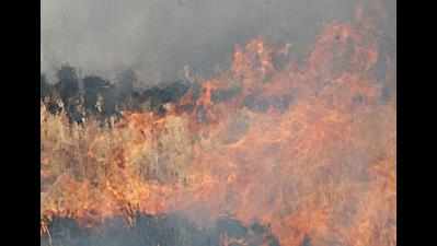 Curb burning of crop residue, officials told