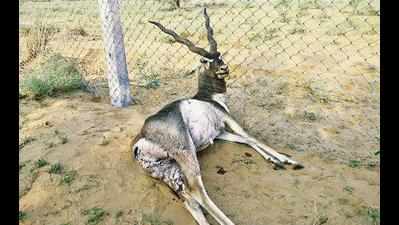 Blackbucks in Velavadar to get bigger safety cover soon